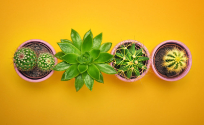 Подбираем комнатное растение по знаку зодиака