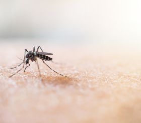 Для путешественников: что нужно знать о малярии?