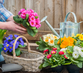 Уход за цветами как способ психотерапии 