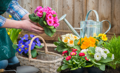Уход за цветами как способ психотерапии 