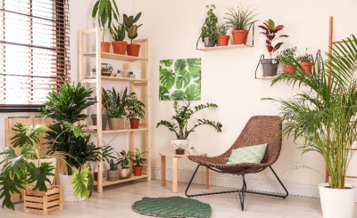 Как правильно подобрать комнатные растения под интерьер дома