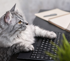 Умные линзы и гаджет для котов