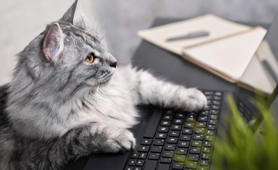 Умные линзы и гаджет для котов